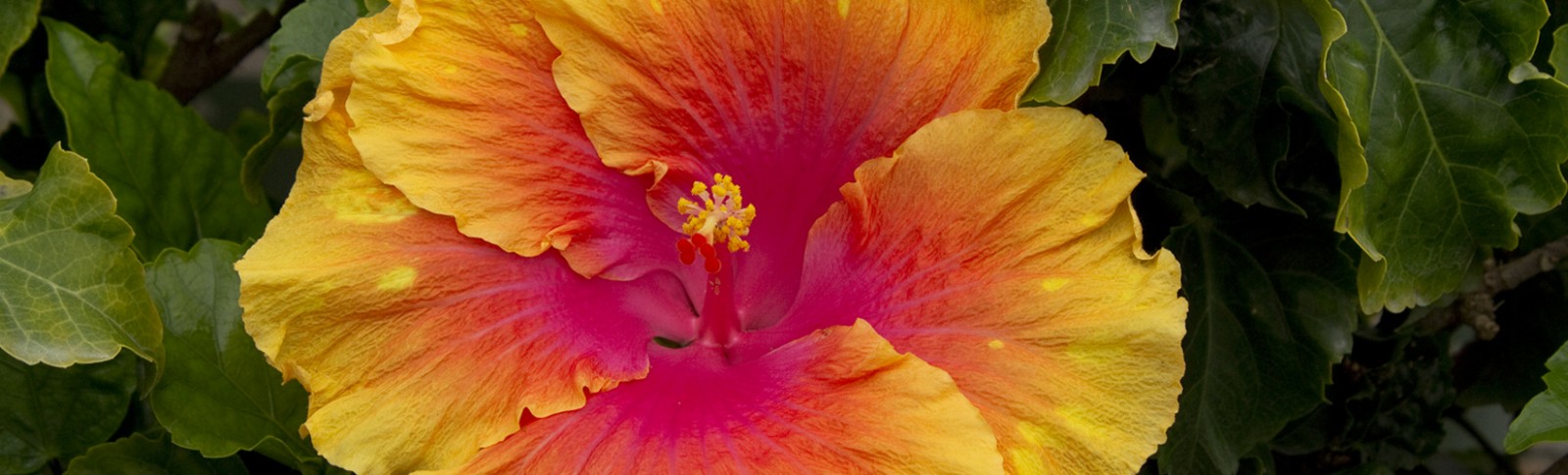 Three-colour Hibiscus